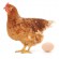Poultry/Eggs