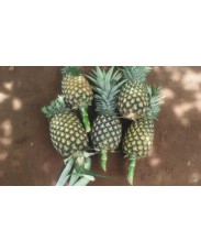 Bendel Pineapple (smooth cayenne)