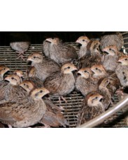 Two weeks Quail birds available for sael