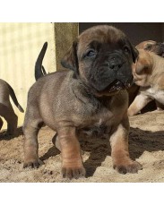 Boarboel Puppys available for sale