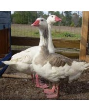 Foreign geese available