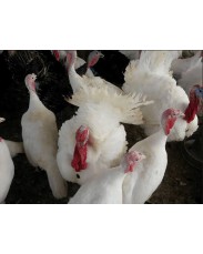 Foreign Turkey available for sale