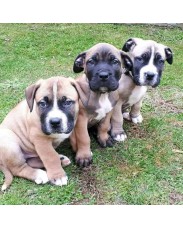Boarboel Puppys for sale