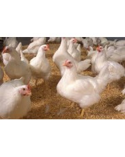 Poultry layers available for sale