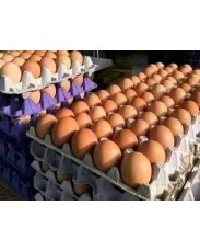 Jumbo eggs for sale
