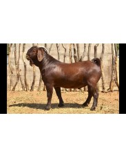 Pure breed kalahari  goat available