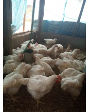 Broilers available for sale