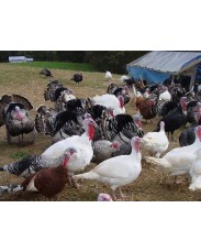 Foreign Turkeys available for sale
