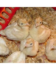 Four days old foreign Turkeys for sale