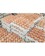 Eggs available for sale