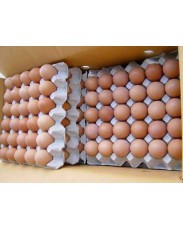 Jumbo eggs for sale