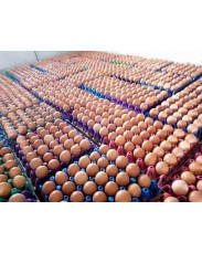 Crates of poultry eggs for sale