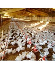How to start poultry farming 