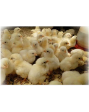 A day old broilers chicks