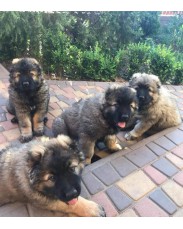 8 weeks old boarboel Puppys available for sale