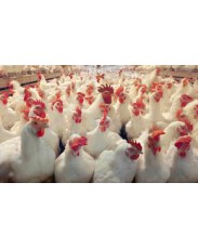 Well grown broilers available for sale
