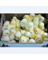 A day old White Cobb Broiler Chicks available for sale