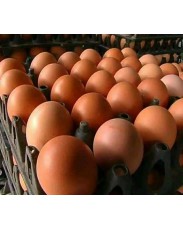 Poultry eggs for sale