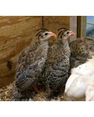 Guinea fowl available for sale 