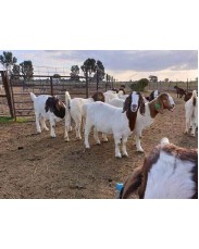 Pure breed kalahari goat for sale