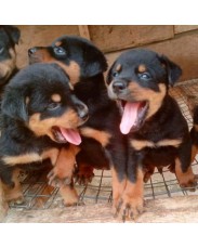 Pure breed rottweiler puppies
