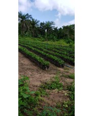 Hybrid Oil Palm Seedlings (Super Gene)