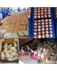 Poultry feeds 