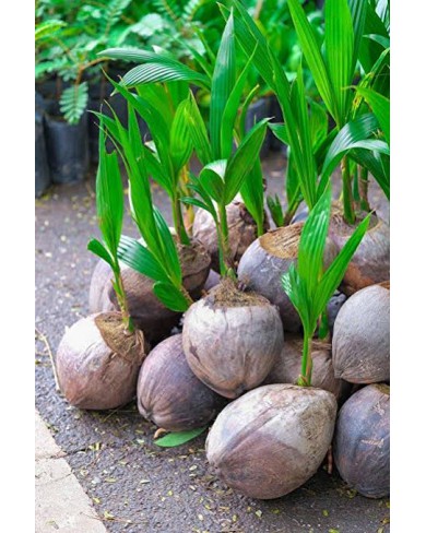 Hybrid dwarf coconut