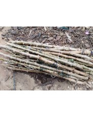 Cassava stem TME419