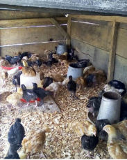 Noiler chicks  for sale