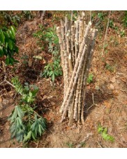 TME-419 Improved cassava seed/stem