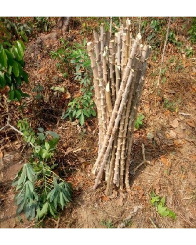 TME-419 Improved cassava seed/stem