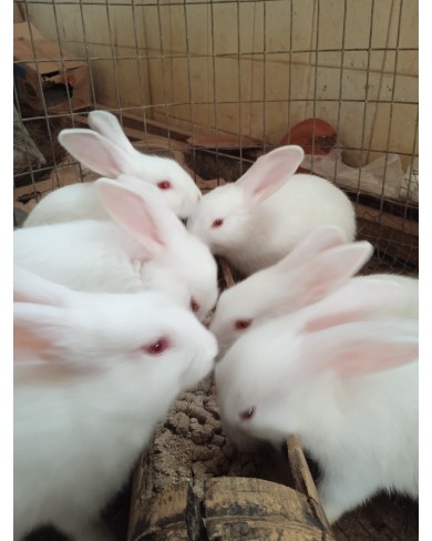 Foreign Rabbits 
