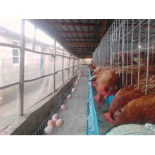 BATTERY CAGE