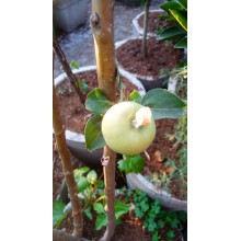 Apple seedling