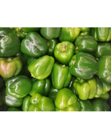 Green Bell Pepper (Tatashe)