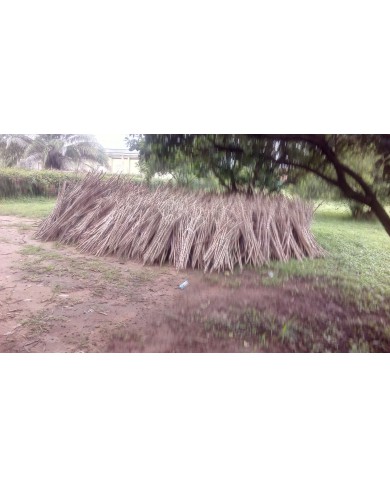 Cassava Stem