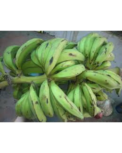 Bunches of plaintain