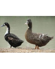  Duck (foreign breed)