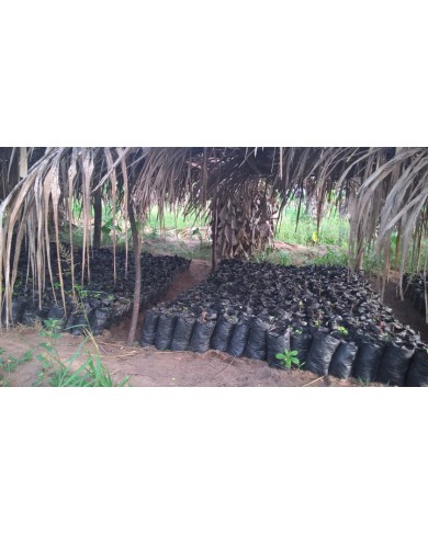 Hybrid Cocoa Seedling