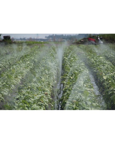 Micro Spray Hose/tube for vegetable and other crop irrigation