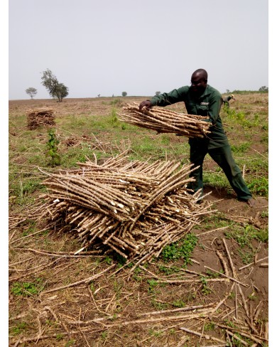 TME 419 Cassava Stem cuttings