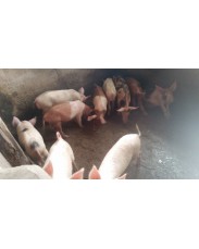 Live Pig/Pork