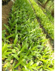 Super gene oil palm seedling