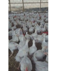 2week old broilers from choice farm