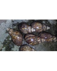 Live and Processed Snails