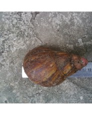 Giant Snails