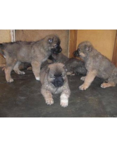 10 Weeks Caucasian Puppies For Sale 