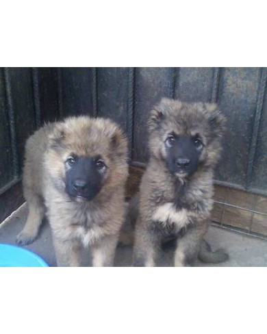 10 Weeks Caucasian Puppies For Sale 