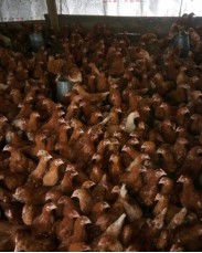 Point of Lay Pullets